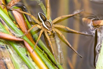 Dolomedes fimbriatus M 7-3964.jpg