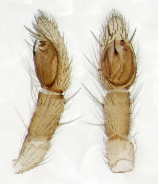 Datei:Drassodes-luteomicans Sardinien-IsolaCaprera 13-07 09-Ped.jpg