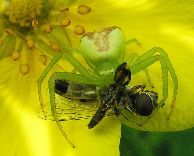 Datei:Ebrechtella-tricuspidata Lars-Friman 09-06.jpg