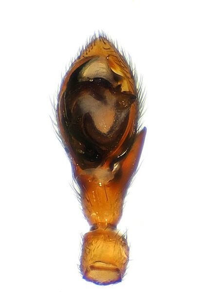 Datei:Trachyzelotes pedestris 2.jpg