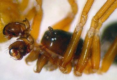 Walckenaeria kochi 1024.jpg