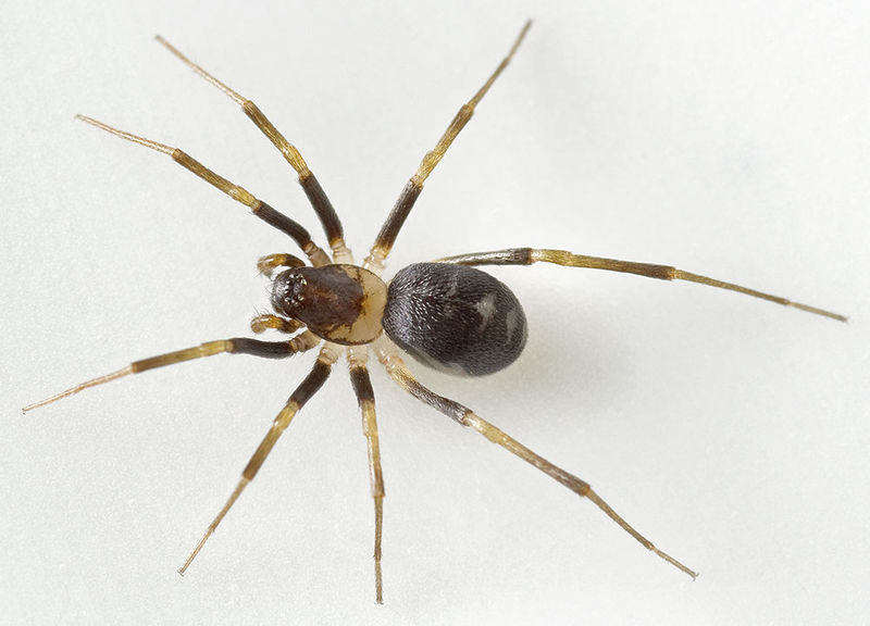 Datei:Zodarion-elegans Sardinien-LagoBaratz 13-06 01-female.jpg