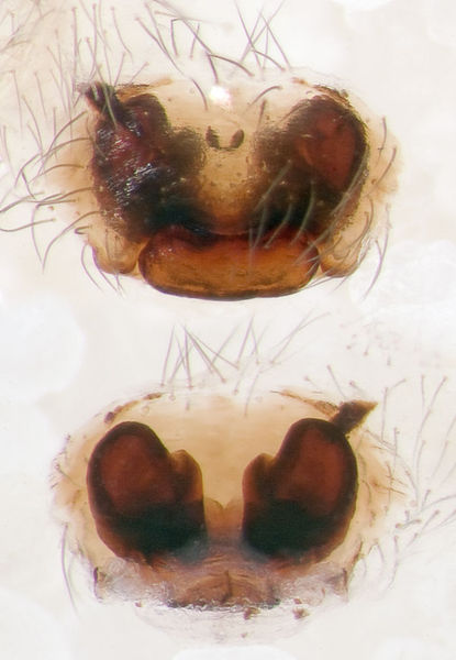Datei:Amaurobius-erberi Sardinien-Baratz 13-06 03-Epig-Vulva.jpg