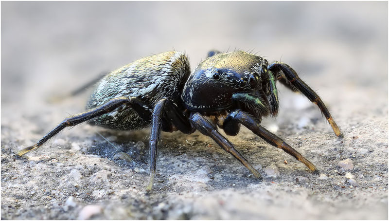 Datei:Heliophanus cupreus female lateral Wolff.jpg