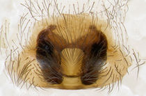 Inermocoelotes-gasperinii Kroatien-Sandgrube 11-10 07-Epig only.jpg