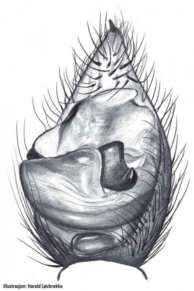 Datei:Pardosa bifasciata palp HLovbrekke.jpg