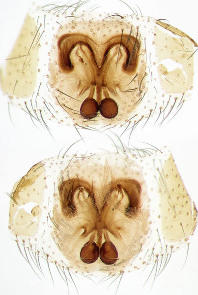 Datei:Setaphis-gomerae GC-EmbalseCuevaNinas 16-03 02-Epig-Vulva.jpg