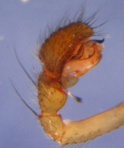 Datei:Tallusia experta palp1 BAardland.JPG