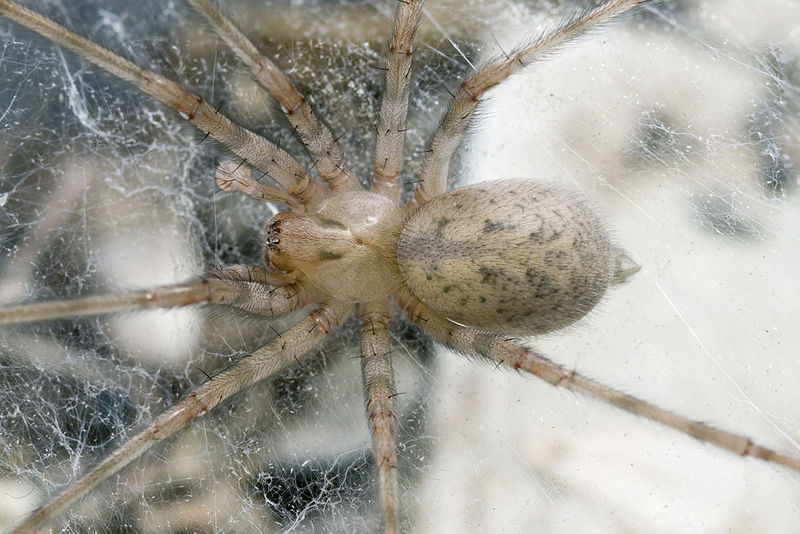 Datei:Tegenaria-henroti Sardinien-GoleGorroppu 14-01 01-male-sa.jpg