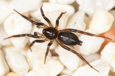 Trachyzelotes adriaticus hr1.jpg