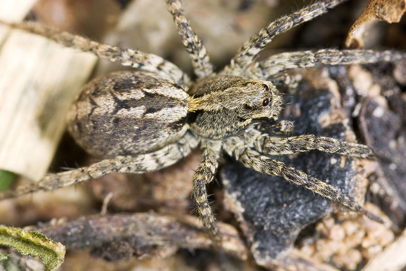 Datei:Accentuata cf Goethetal 07-10 04.jpg