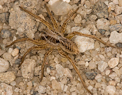 Alopecosa striatipes W 8-01413.jpg