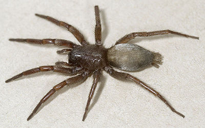 Blackwalli Alexandra 08-09 01.jpg