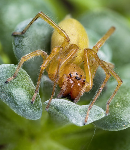 Datei:Cheiracanthium-canariense Teneriffa-ValleSecco-SantaCruz 15-12 03-female.jpg
