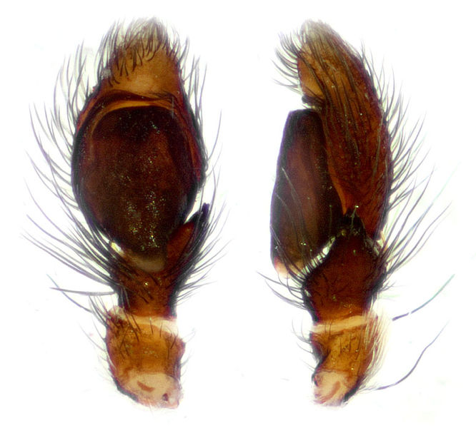 Datei:Evarcha jucunda Palpus Schaefer.jpg