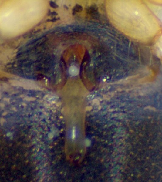 Datei:Kaestneria pullata Epigyne-25.06.10-487-6.jpg