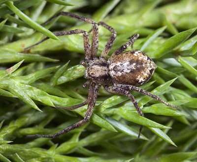 Philodromus-collinus Dammbachsgrund 09-07 04.jpg