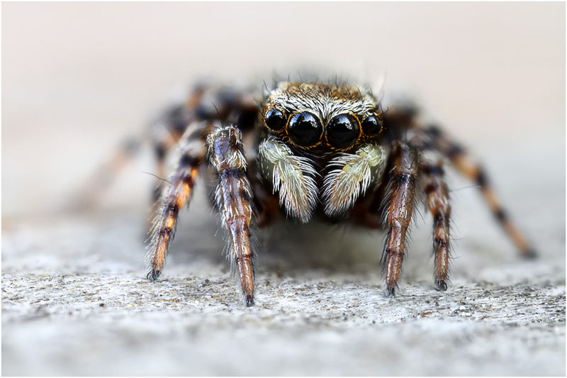 Datei:Pseudeuophrys erratica female frontal schaefer.jpg