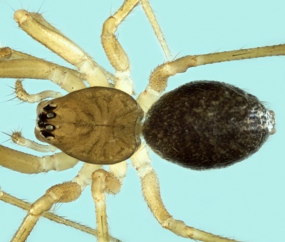 Sintula diceros female 20171218202945-40a5950b-me.jpg