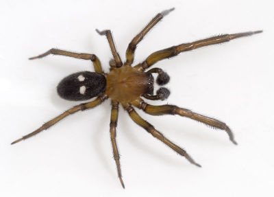 Titanoeca-schineri Ungarn-Puszta 09-05 03.jpg