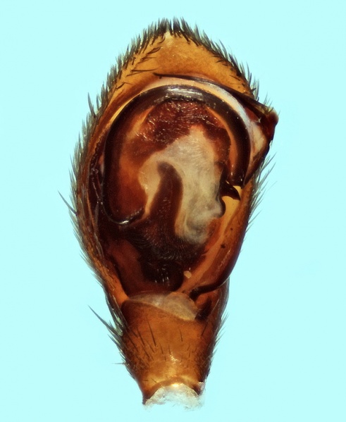 Datei:Trachyzelotes holosericeus male palp 20170622164240-3f916da0-me.jpg
