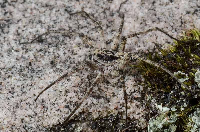 Datei:A.sudetica 5 male wiki.jpeg