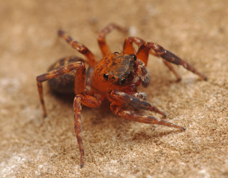 Datei:Cyrba algerina female A5629 PK2870.JPG