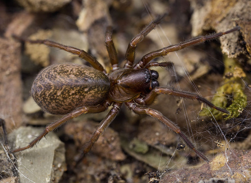 Datei:Inermocoelotes-falciger Bulgarien-Vladaya 16-10 02-female.jpg