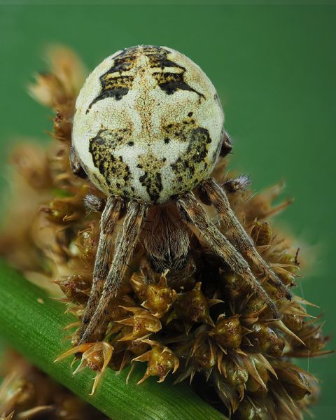 Datei:Larinioides-cornutus-w-1.jpg