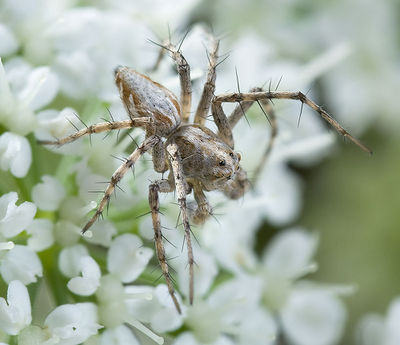Oxyopes-mediterraneus Sardinien-Duene 13-06 01.jpg