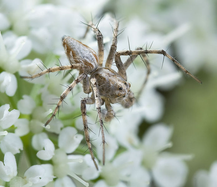 Datei:Oxyopes-mediterraneus Sardinien-Duene 13-06 01.jpg