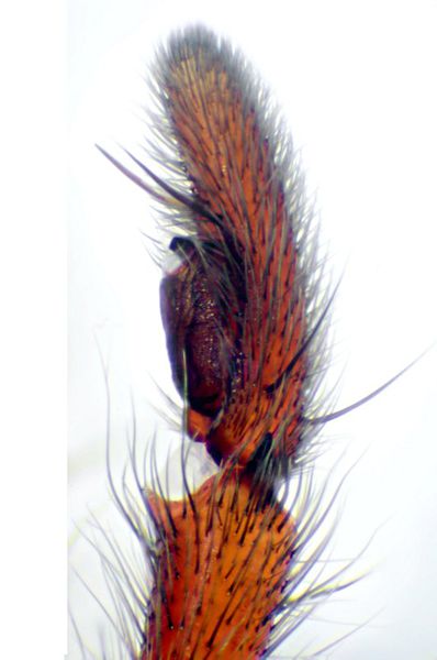 Datei:Drassodes cf lapidosa pedi lateral.jpg
