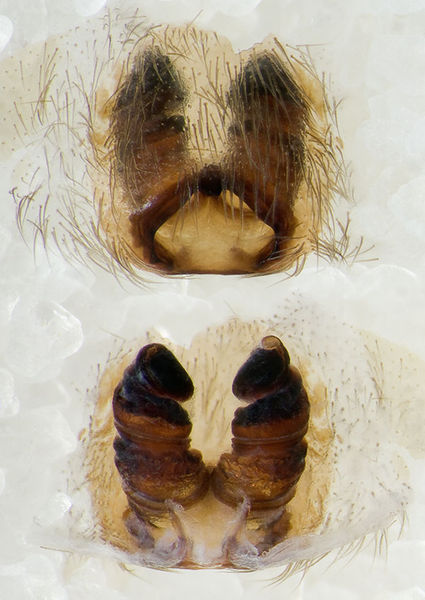 Datei:Drassodex-lesserti Rhoen-Bischofsheim 14-06 05 Epig-Vulva.jpg