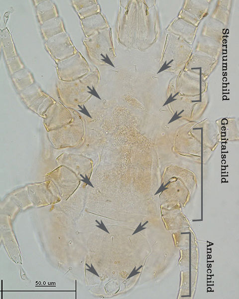 Datei:Hemipteroseius adleri A4992 O0609b.jpg