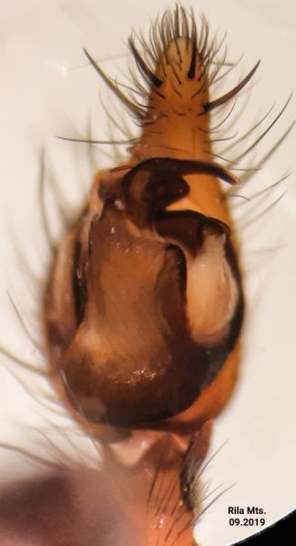 Datei:Inermocoelotes xinpingwangi pedipalp ventral.jpg