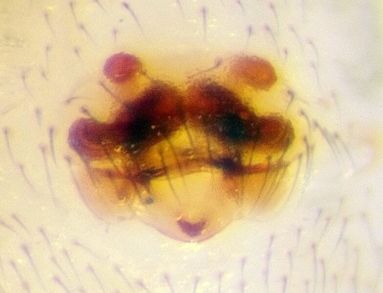 Datei:Porhomma pallidum.jpg