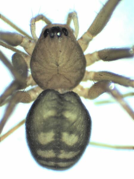 Datei:Bathyphantes eumenis female 1 HLovbrekke.jpg