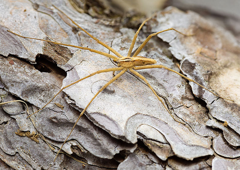 Datei:Cladycnis-insignis Teneriffa-Caldera 16-01 01 male.jpg