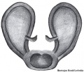 Vulva dorsal