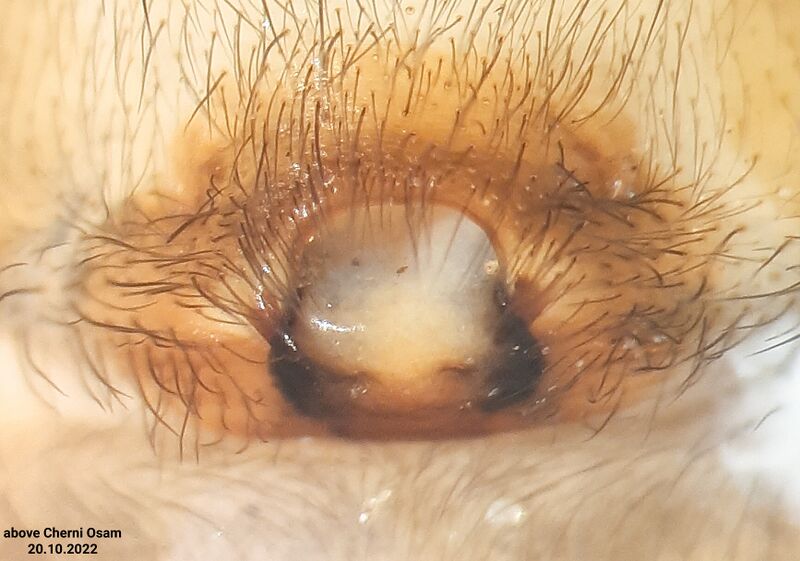 Datei:Karlinskii epigyne cherniosam.jpg