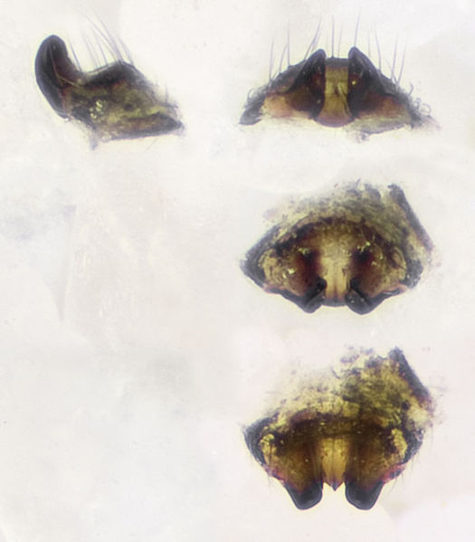 Datei:Mermessus-trilobatus Schmieden 09-03 04-Epig.jpg