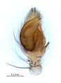 Pedipalpus, ventral