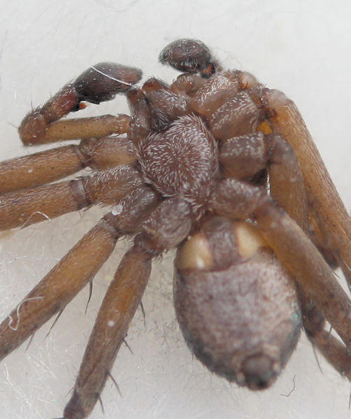 Datei:Philodromus collinus male ventral Kursawe.JPG