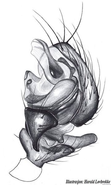 Datei:Tibioploides arcuatus m pedipalpus HLovbrekke.jpg