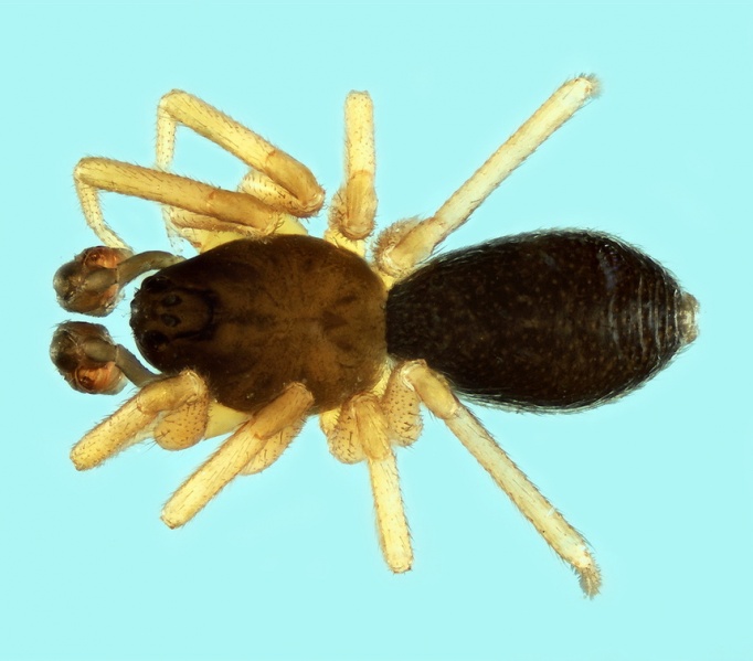 Datei:Walckenaeria stylifrons male 20170326144803-80414a4d-me.jpg