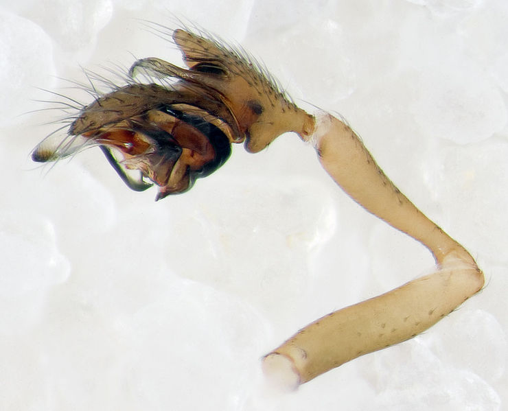 Datei:Diplocephalus-longicarpus Alpen-Monesi 14-09 02-Ped.jpg