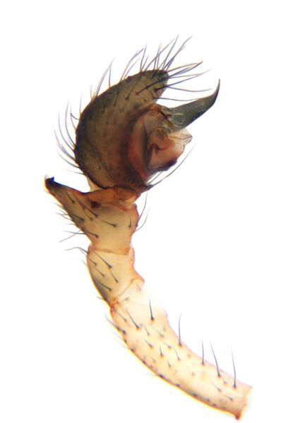 Datei:Hilaira herniosa male A6036 PS8018.jpg