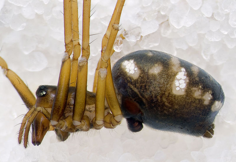 Datei:Neriene-furtiva Alpen-SanBernardo 14-09 01-female.jpg