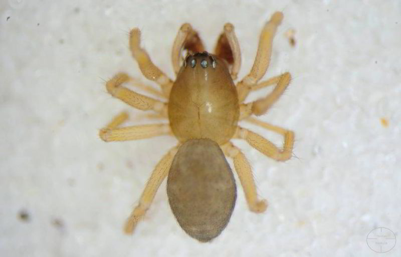 Datei:Rehfeldt trilobatus 3.jpg
