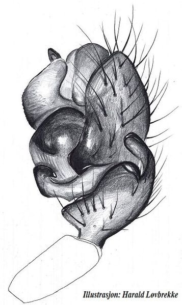 Datei:Entelecara acuminata palp HLovbrekke.jpg